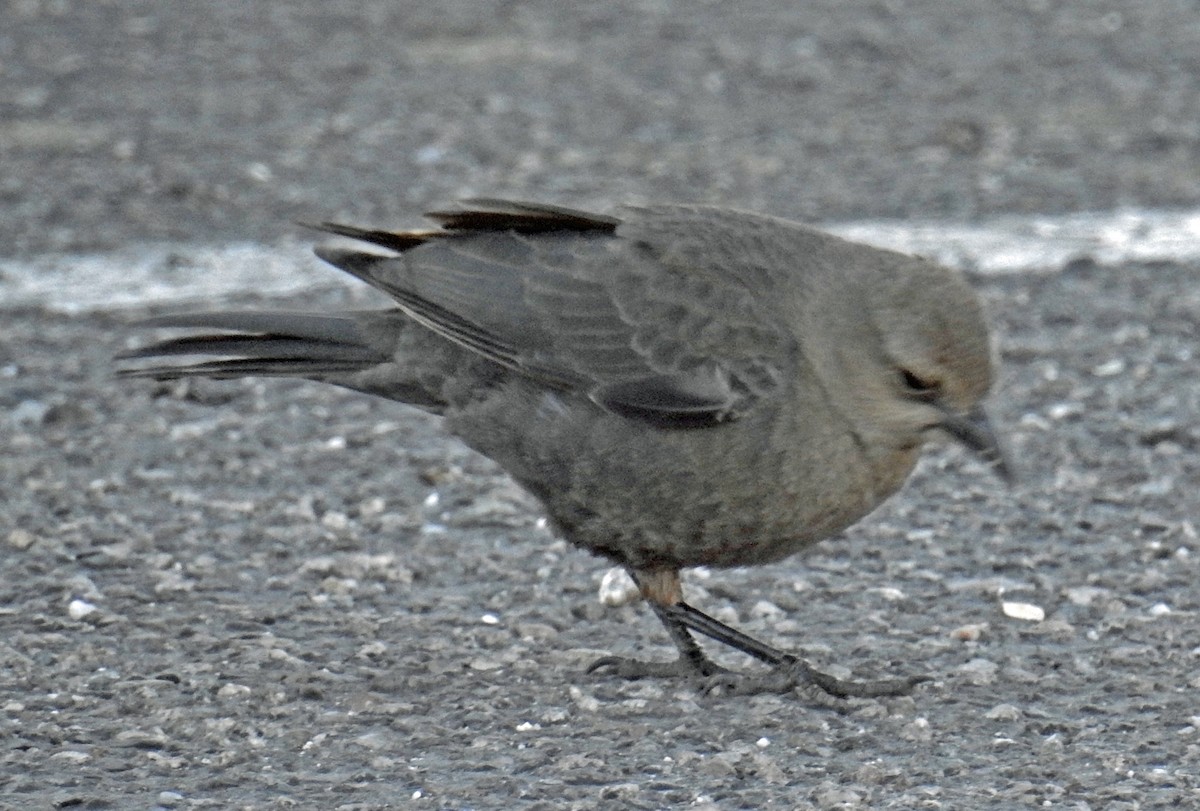 Brewer's Blackbird - Jim Scott
