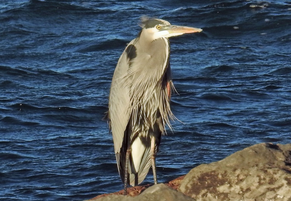 Great Blue Heron - ML78842251