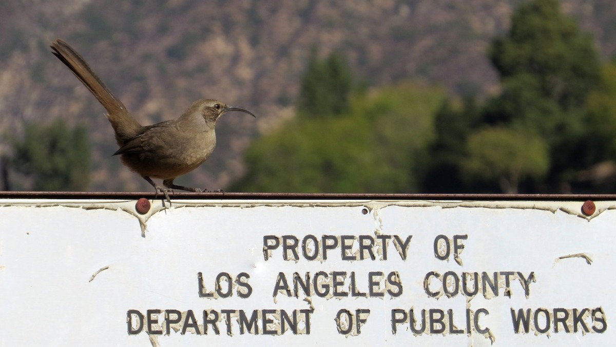 California Thrasher - Anonymous