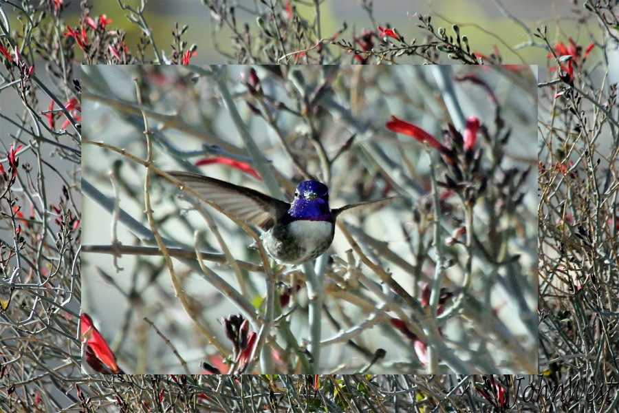 Costa's Hummingbird - ML78849131