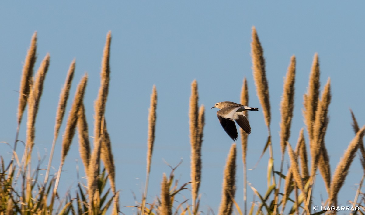 Sociable Lapwing - ML78849181