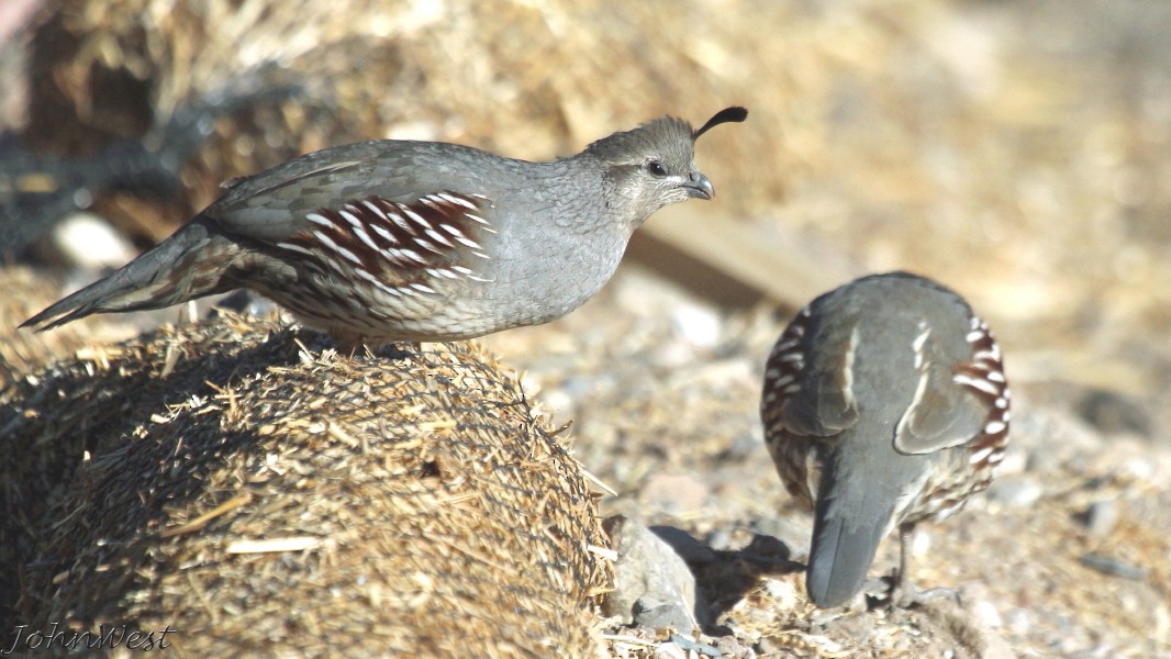 Gambel's Quail - ML78849251