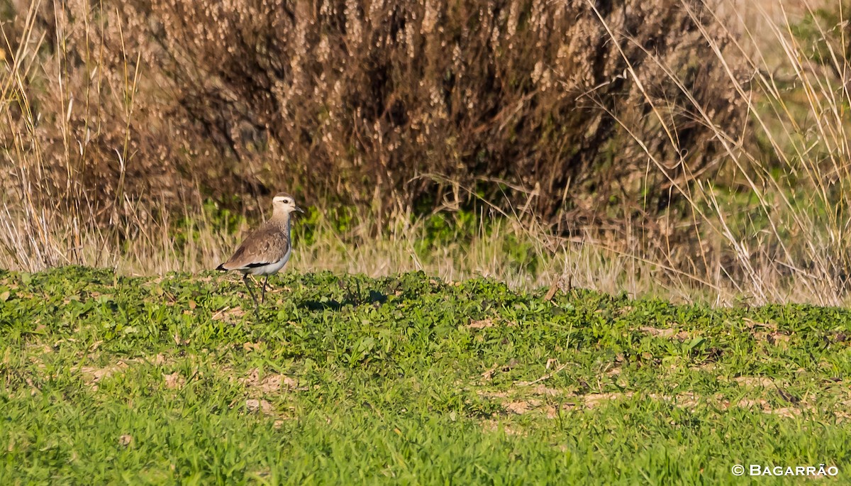 Sociable Lapwing - ML78849271