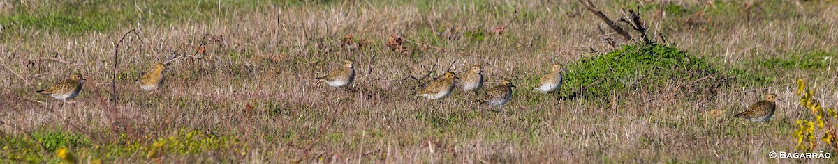 European Golden-Plover - ML78849351