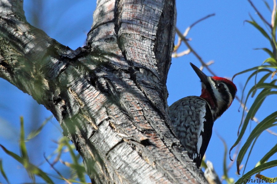 Red-naped Sapsucker - ML78849371
