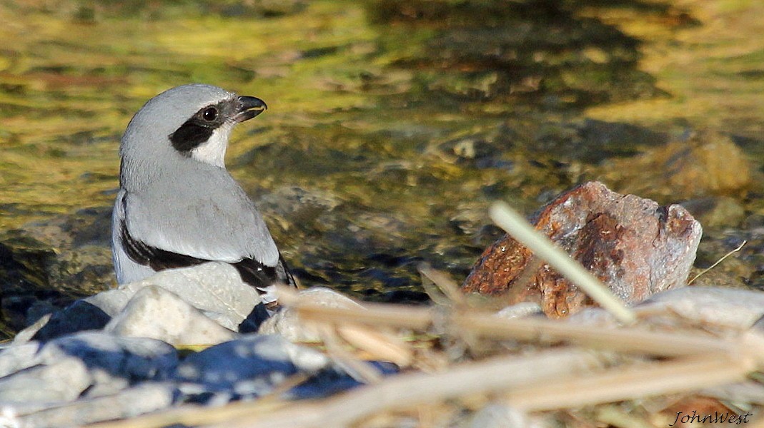 Loggerhead Shrike - ML78849471