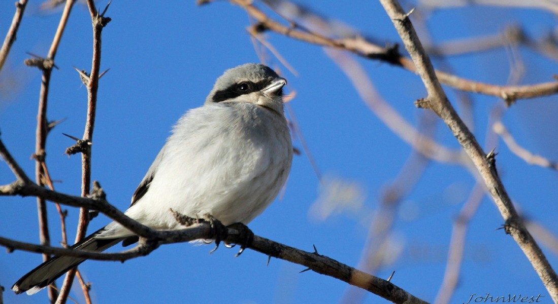 Loggerhead Shrike - ML78849531