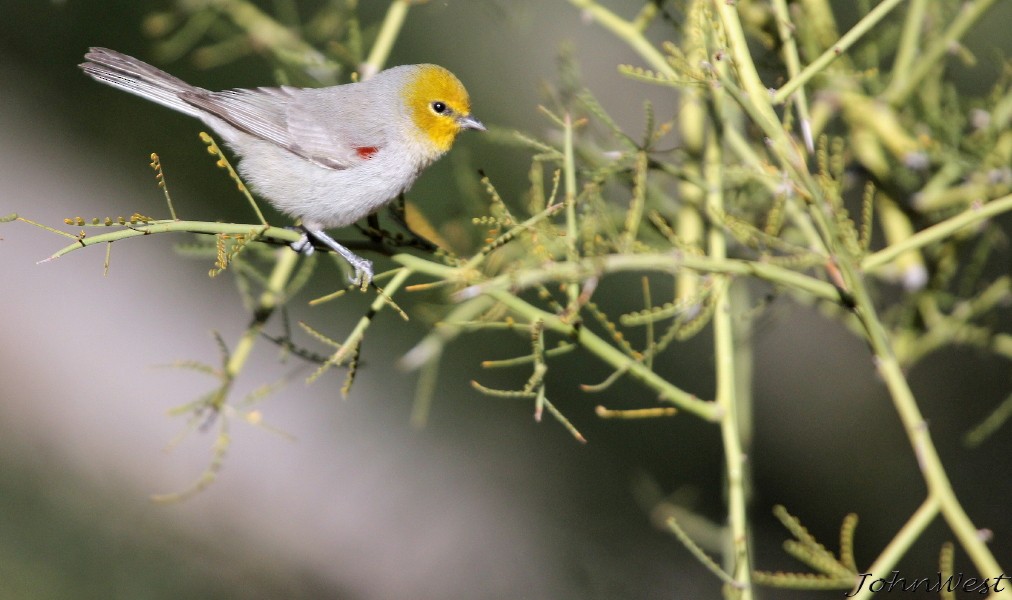 Verdin - ML78849571