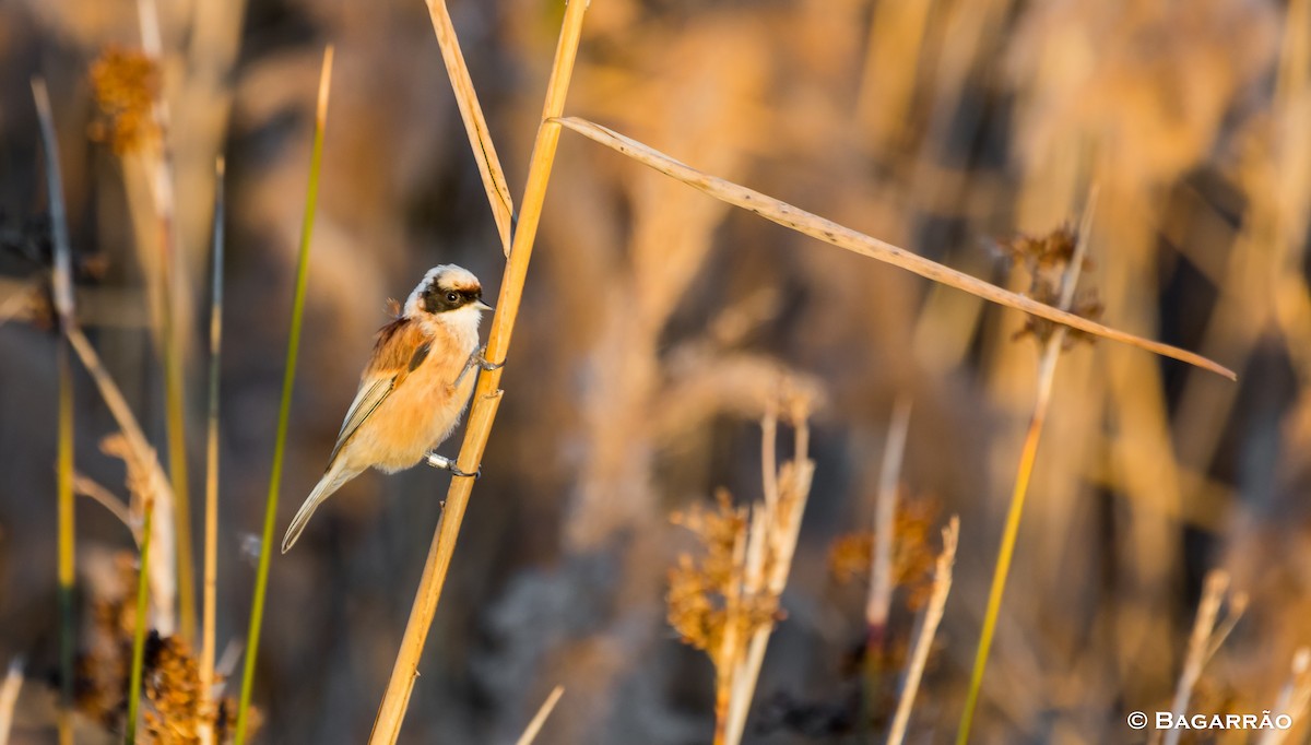 Eurasian Penduline-Tit - ML78849861