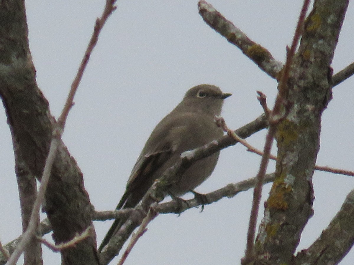 Townsend's Solitaire - ML78849951