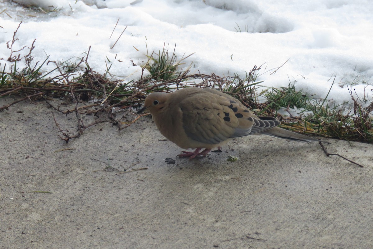 Mourning Dove - ML78852111