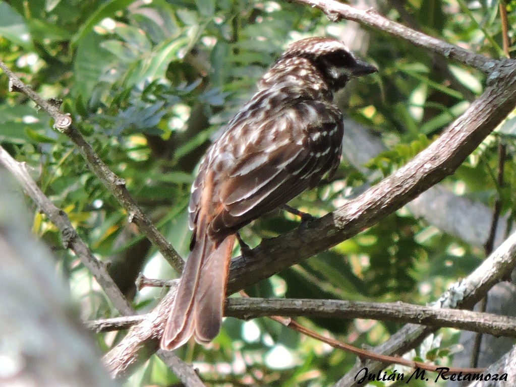 Streaked Flycatcher - ML78852531