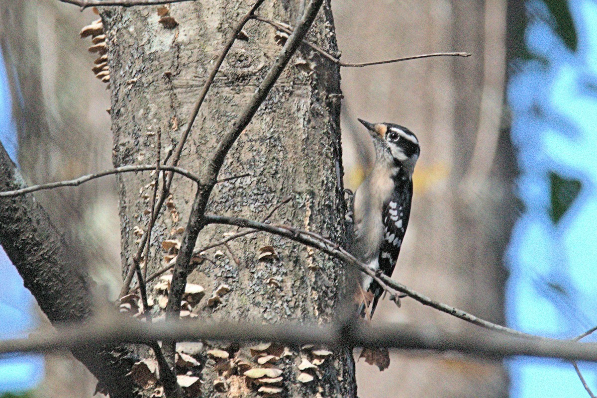Downy Woodpecker - Lee Larrew