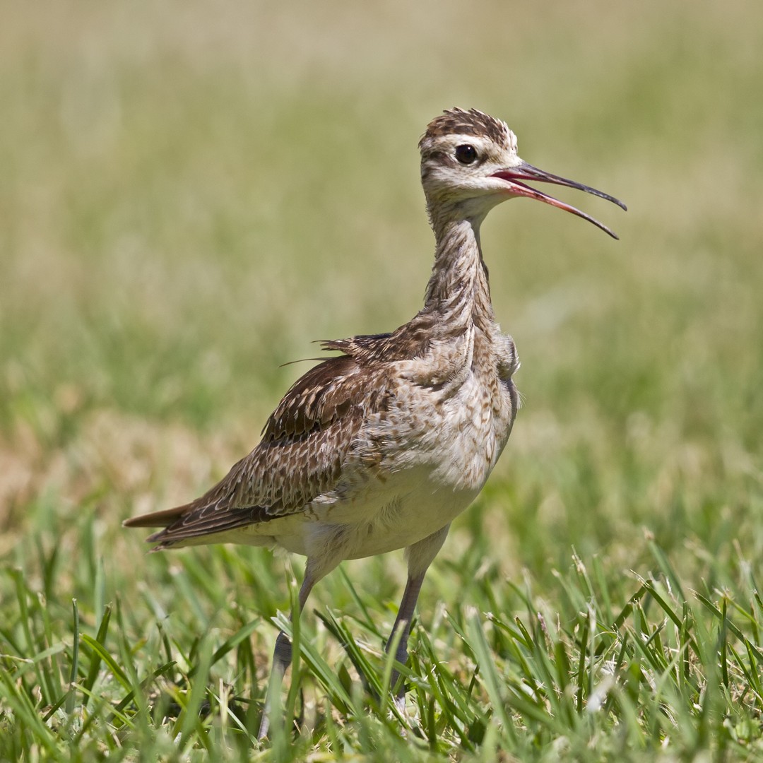 Little Curlew - Mat Gilfedder