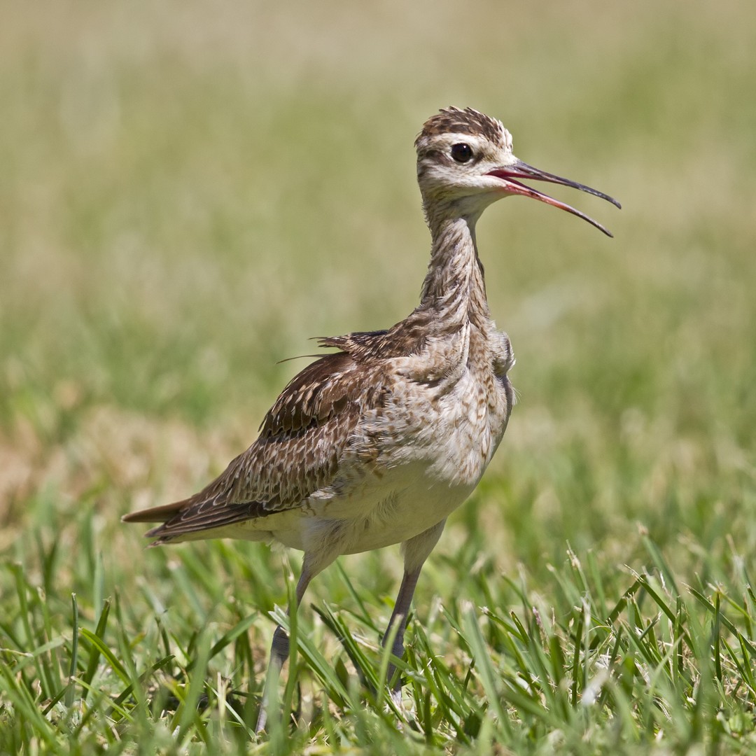 Little Curlew - ML78857621