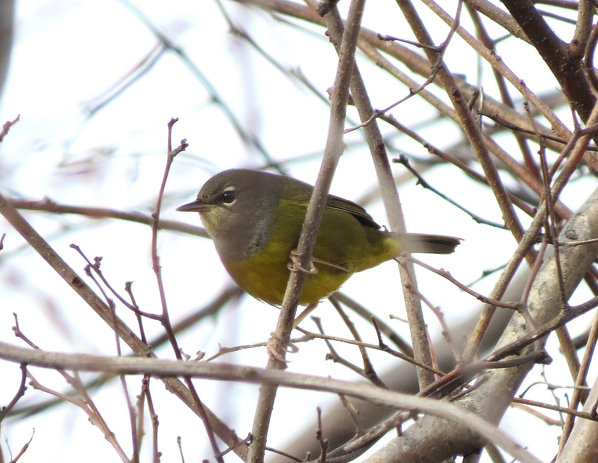 MacGillivray's Warbler - Tom Boyle