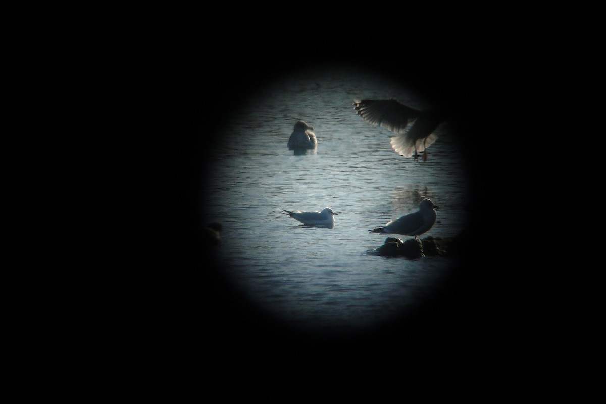 Хүрэн толгойт цахлай - ML78860211