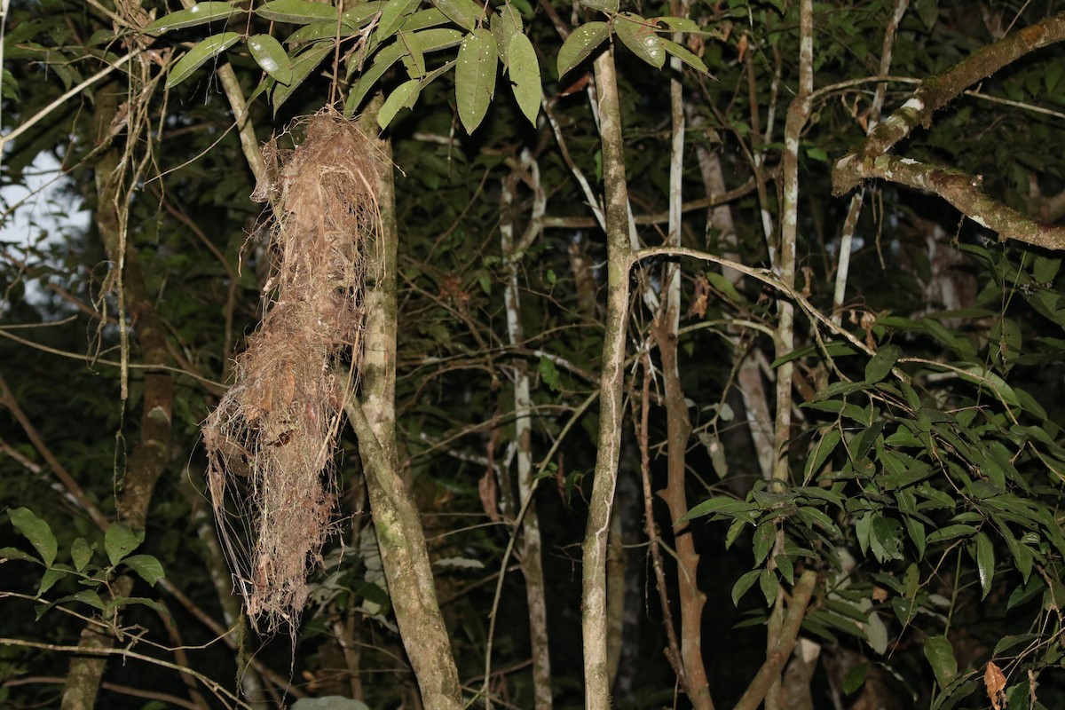 Tropical Royal Flycatcher (Amazonian) - ML78860321