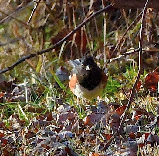 Eastern Towhee - Alan Warren