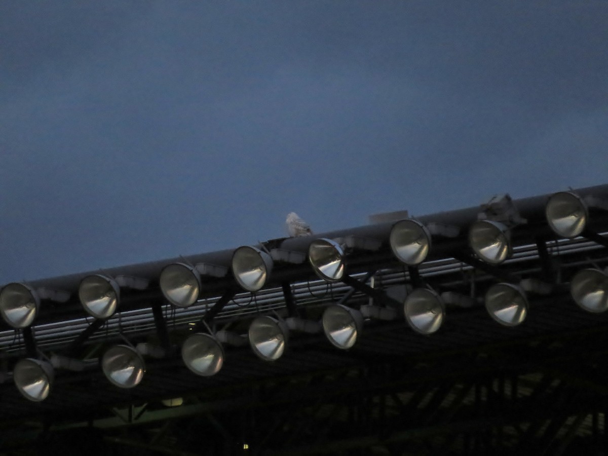 Snowy Owl - ML78860651