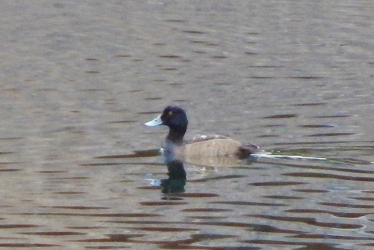 Greater Scaup - Ron Kittinger