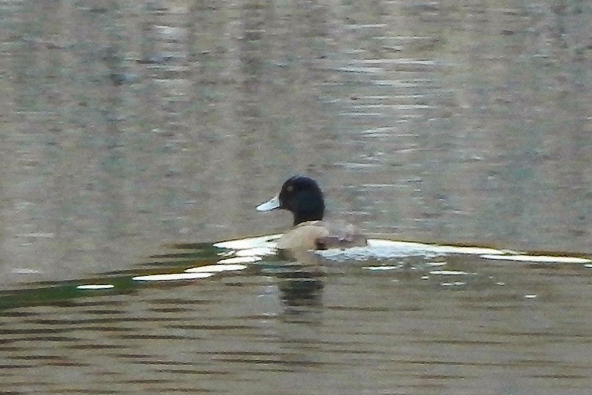 Greater Scaup - Ron Kittinger