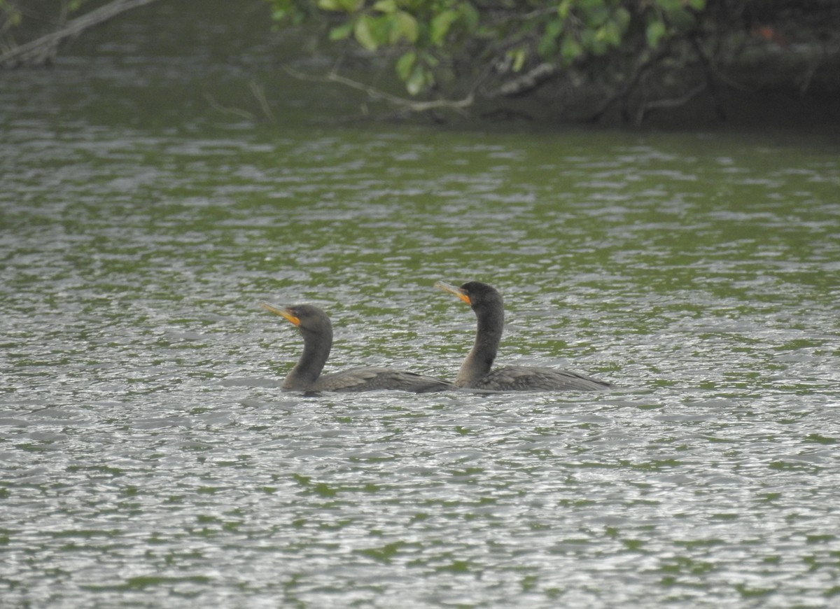 Double-crested Cormorant - ML78862311