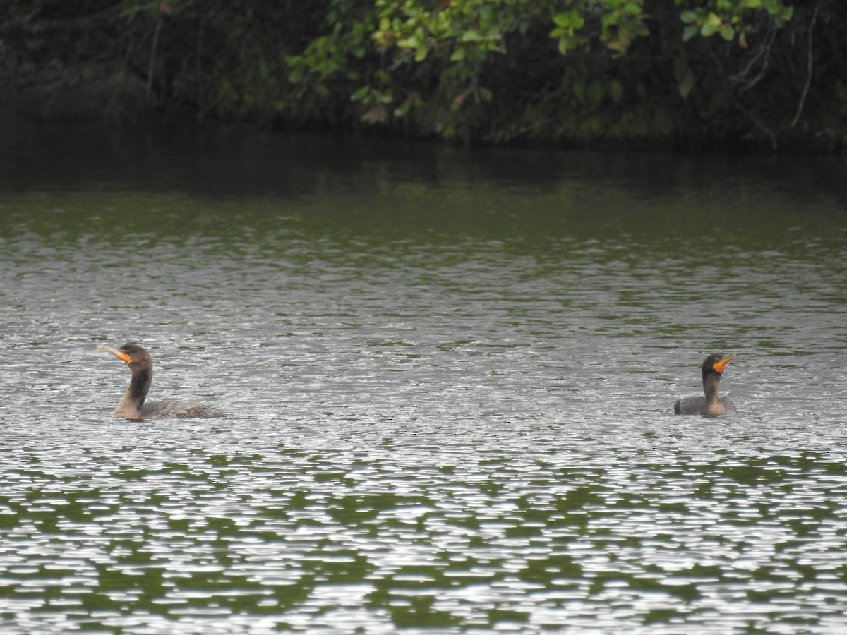 Double-crested Cormorant - ML78862341