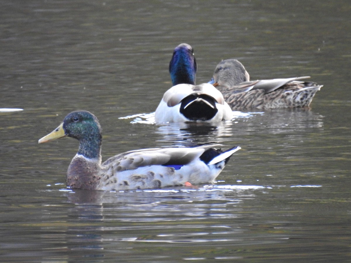 Mallard - ML78863931