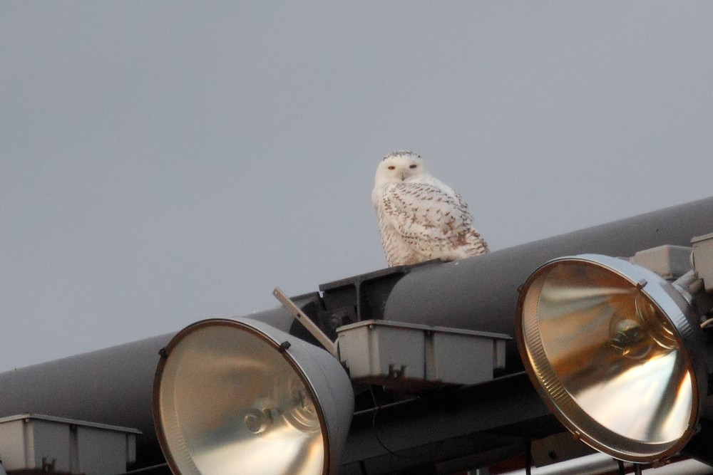 Snowy Owl - ML78864661