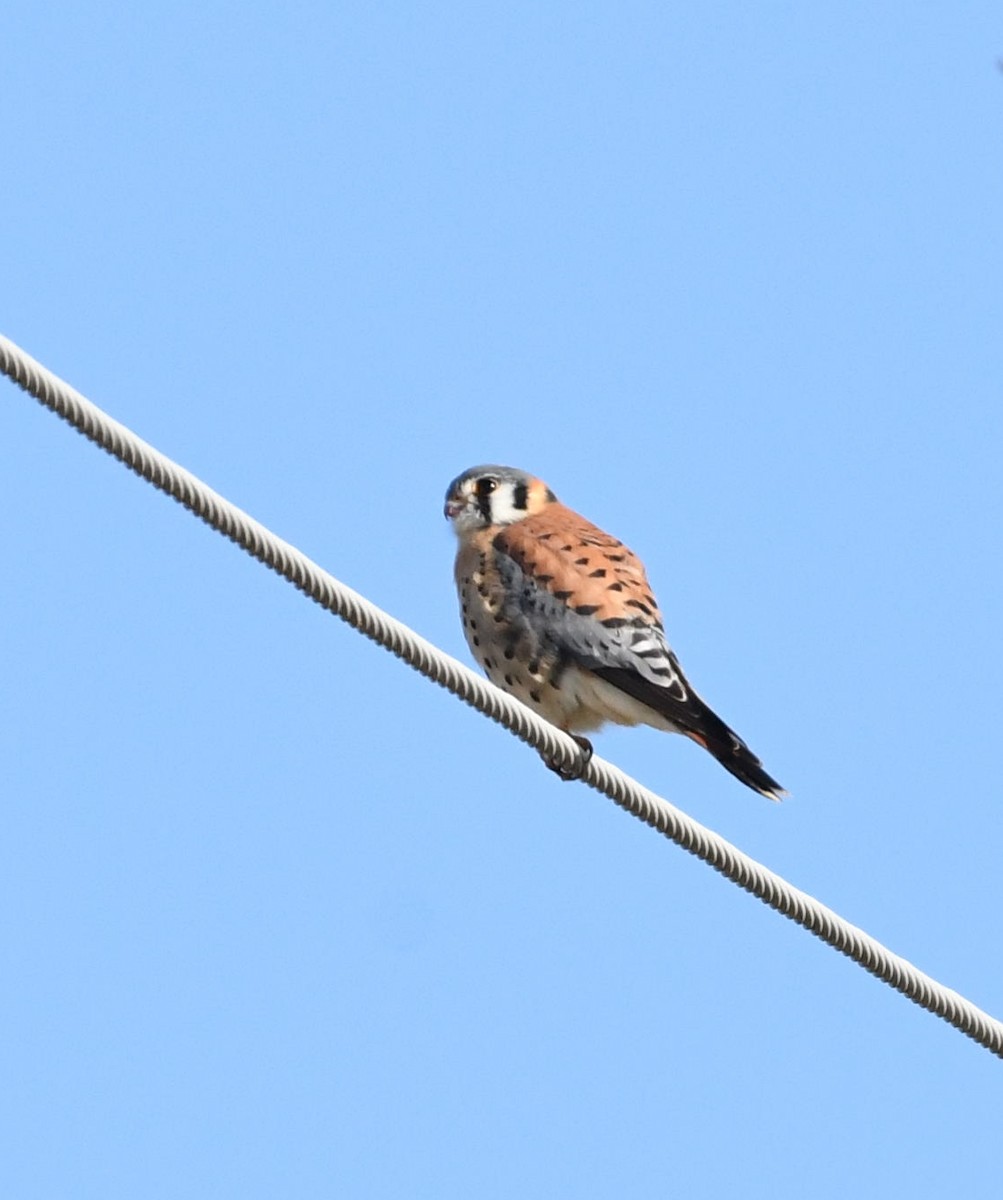 American Kestrel - ML78865241