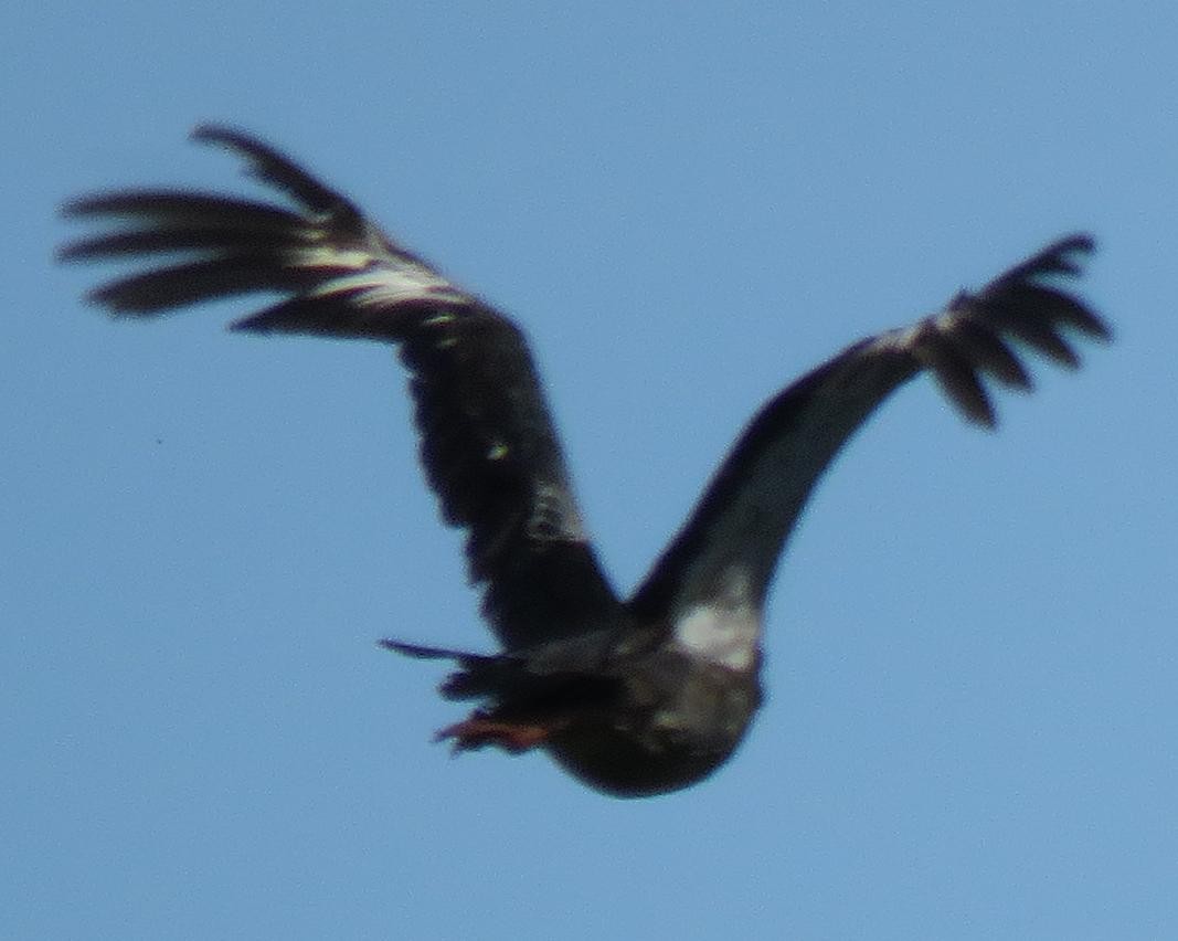 Southern Screamer - ML78866771