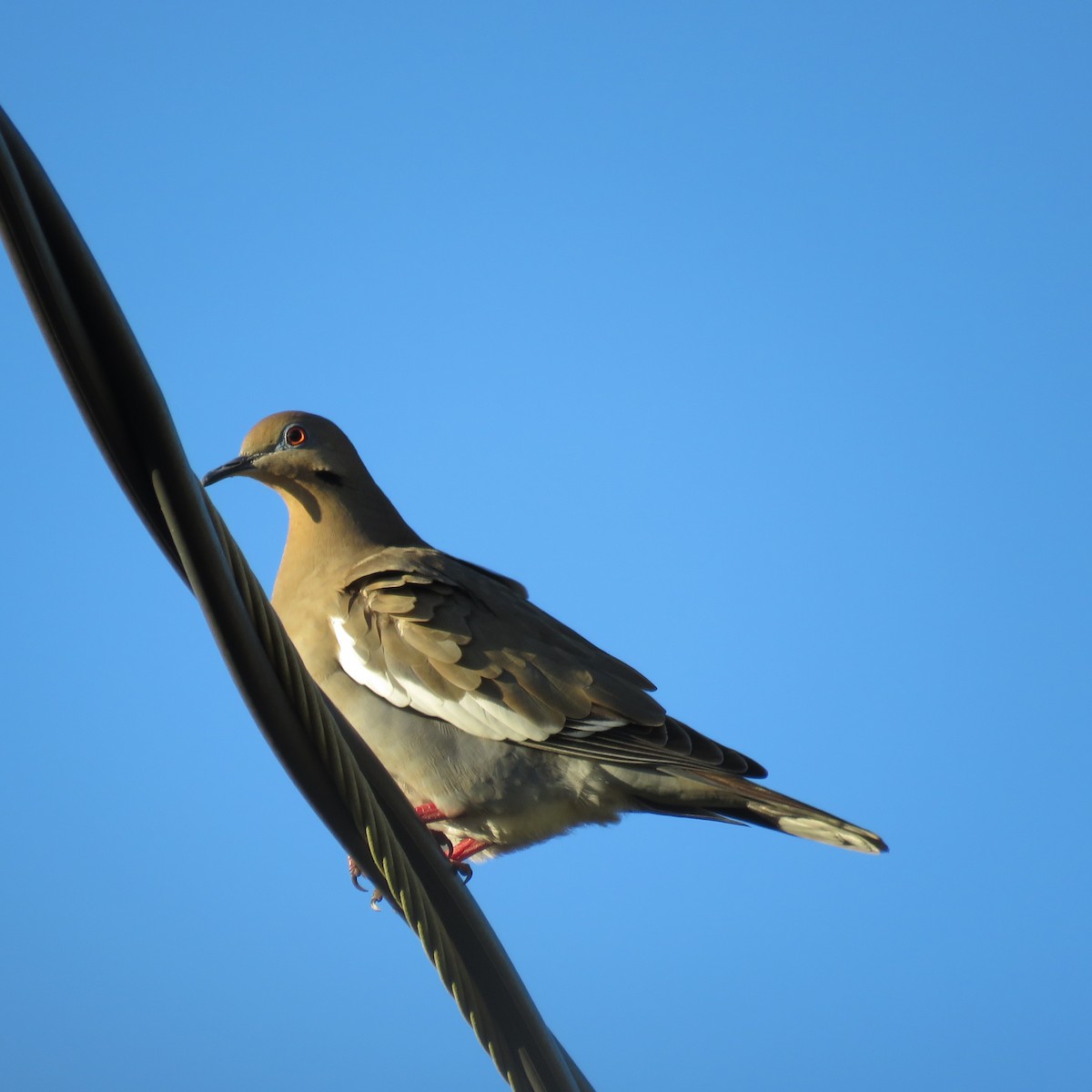 White-winged Dove - Rosemary Seidler