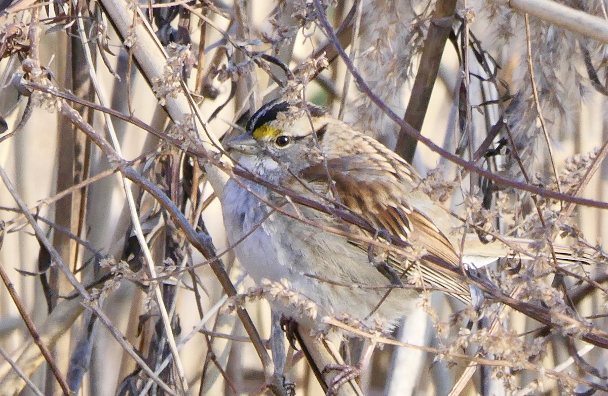 White-throated Sparrow - ML78871951