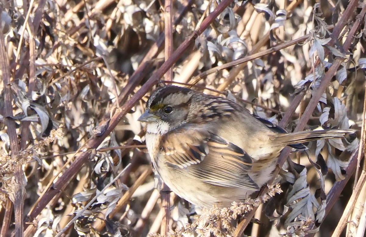 White-throated Sparrow - ML78871961