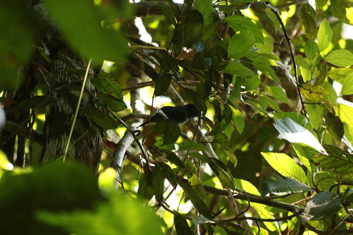 Acre Antshrike - ML78872071