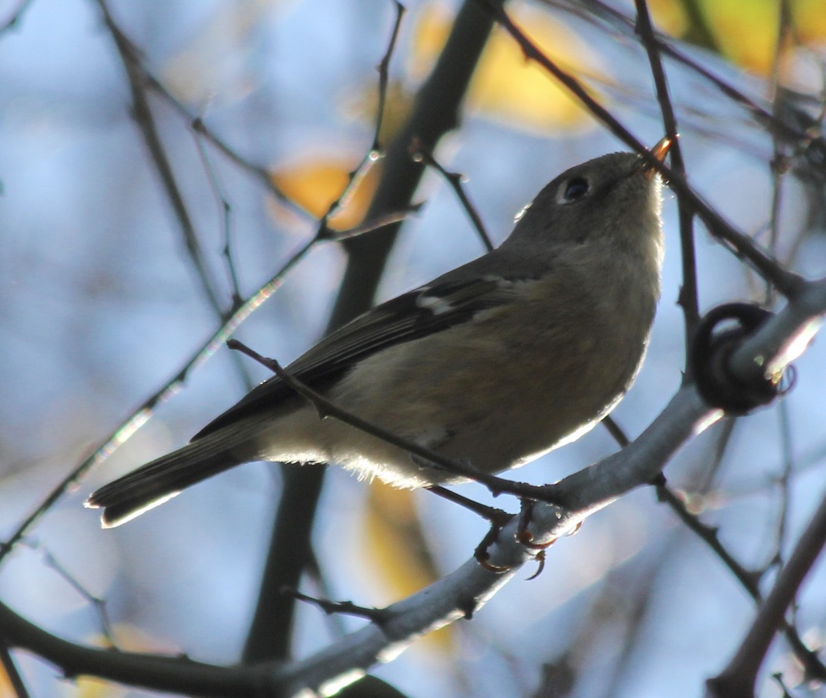 Ruby-crowned Kinglet - ML78872421