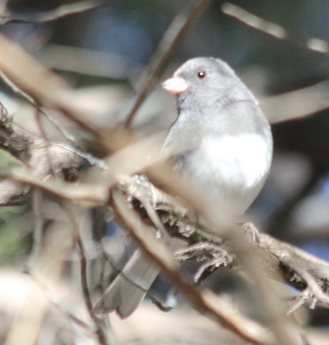 Dark-eyed Junco - ML78872511