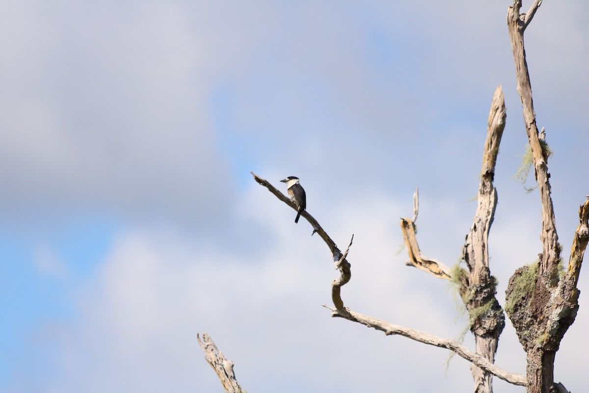 Weißnacken-Faulvogel - ML78872591