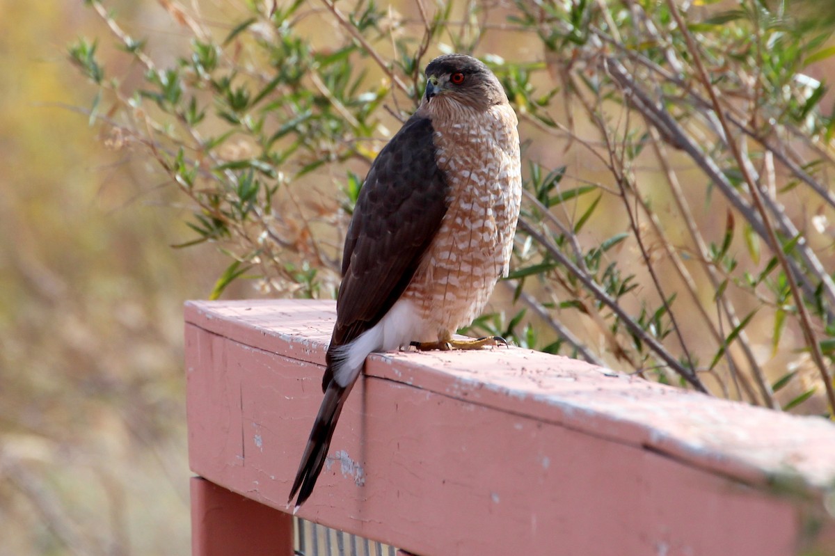 Cooper's Hawk - ML78872601