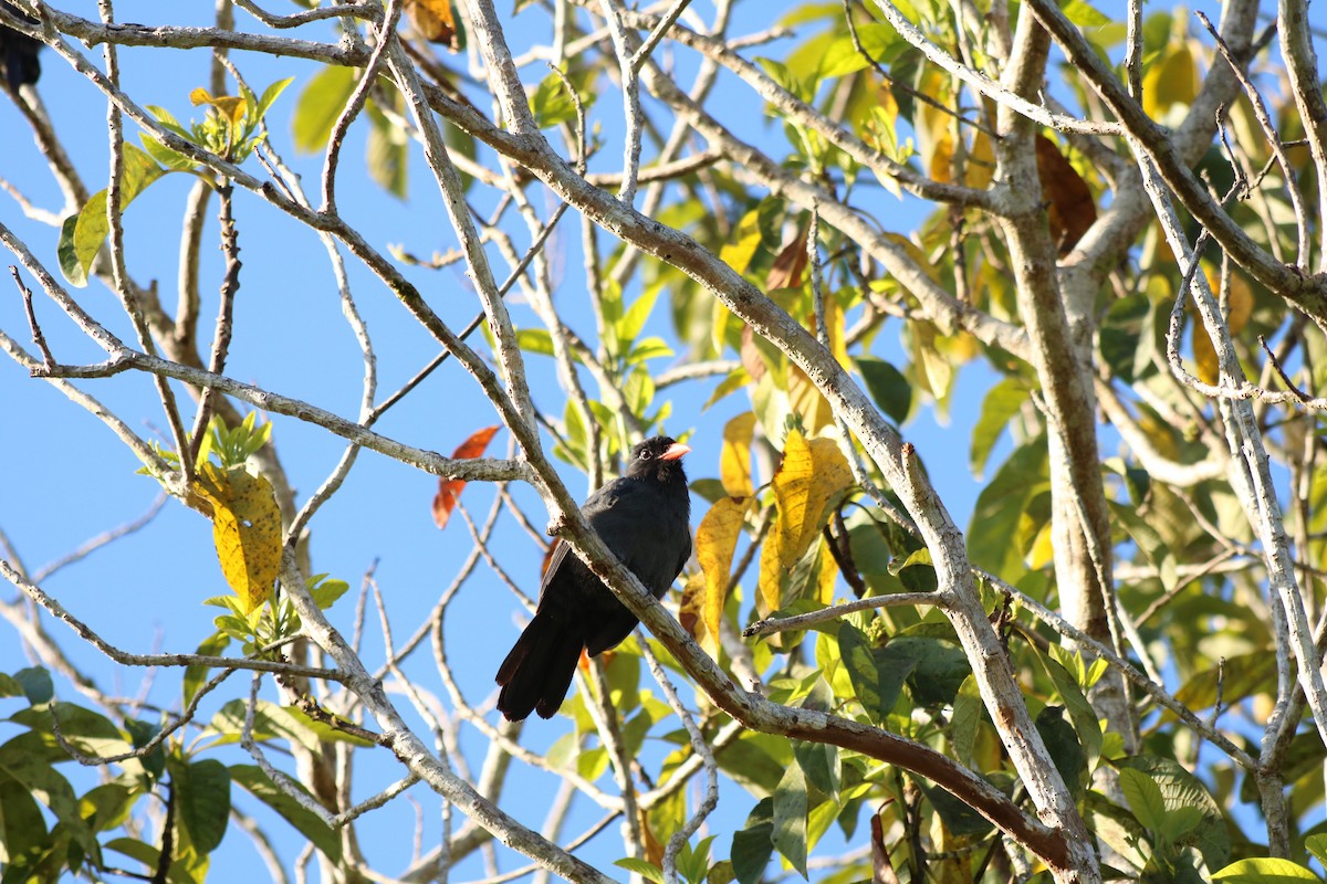 Schwarzstirn-Faulvogel - ML78872821