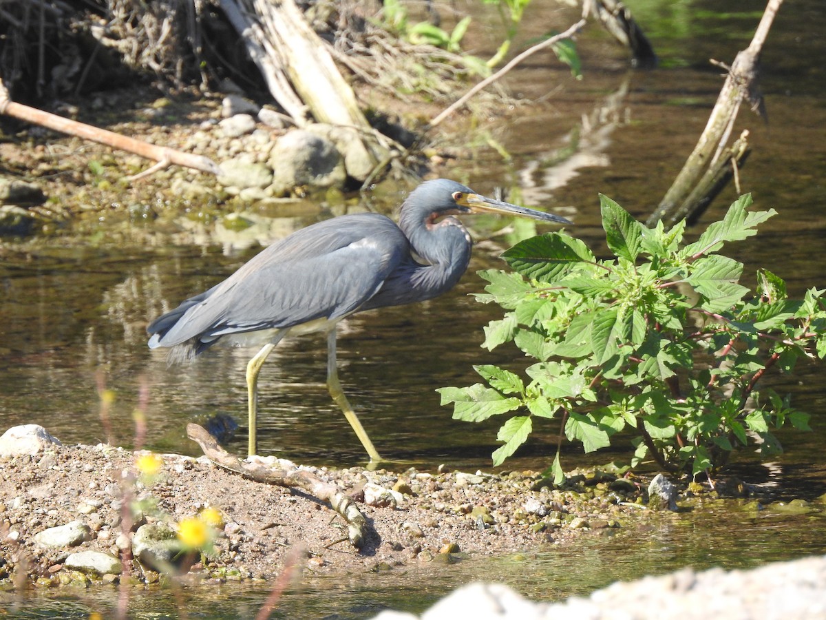 Tricolored Heron - ML78873651