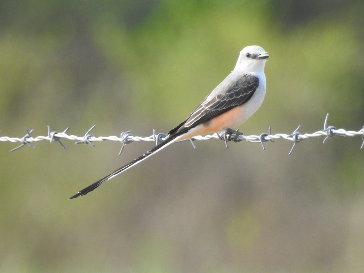Scissor-tailed Flycatcher - ML78874611