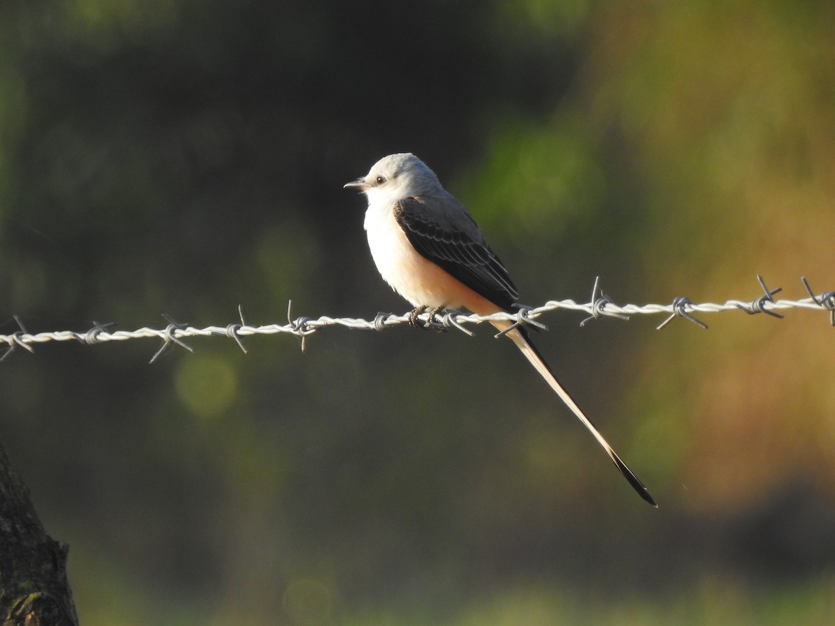 Scissor-tailed Flycatcher - ML78874631