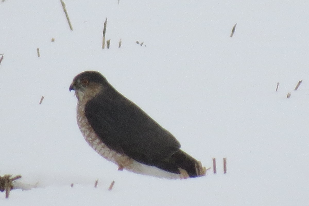 Sharp-shinned Hawk - Denis Collins