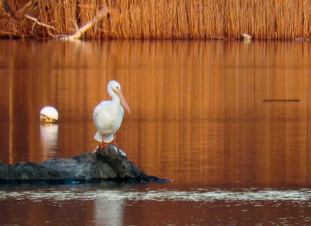 American White Pelican - Carena Pooth