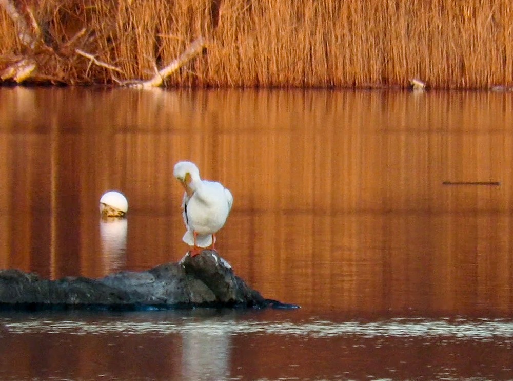 American White Pelican - Carena Pooth