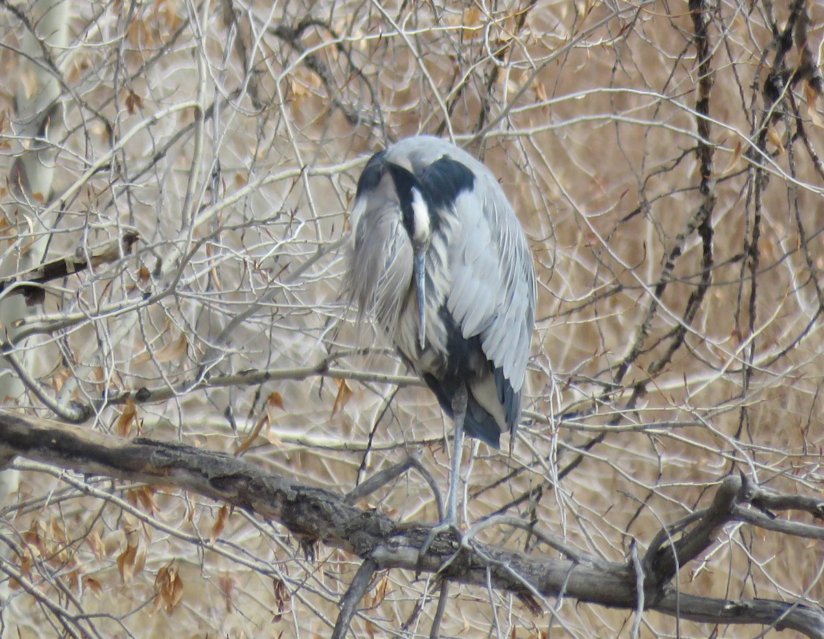 Great Blue Heron - ML78875581