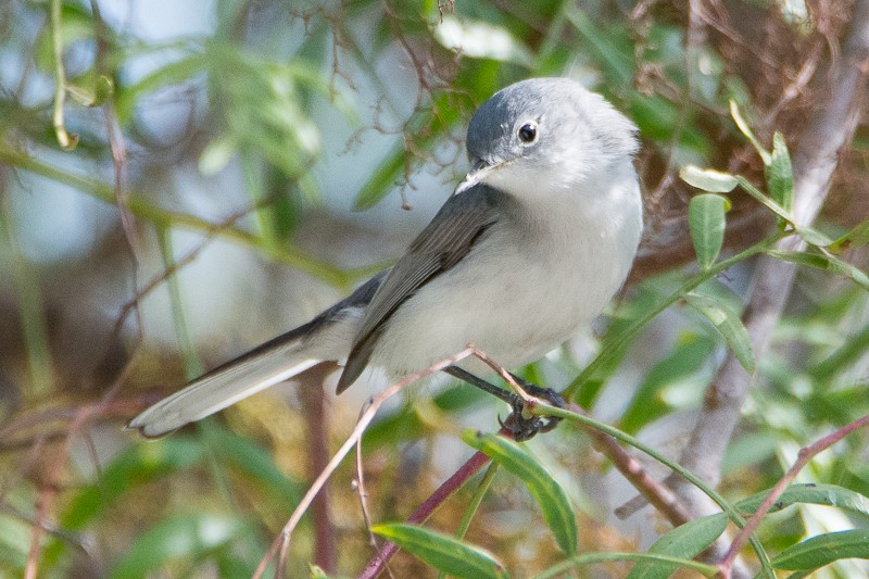 Gobemoucheron gris-bleu - ML78875631