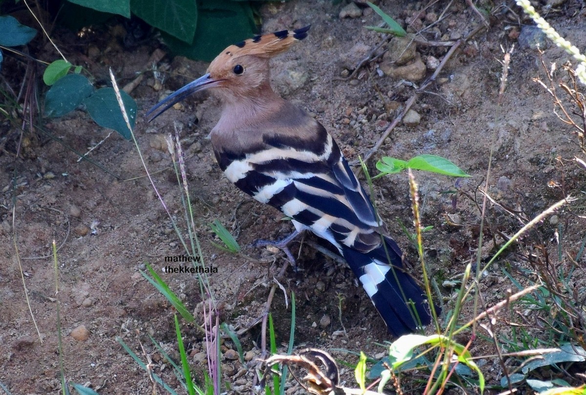 Common Hoopoe - mathew thekkethala